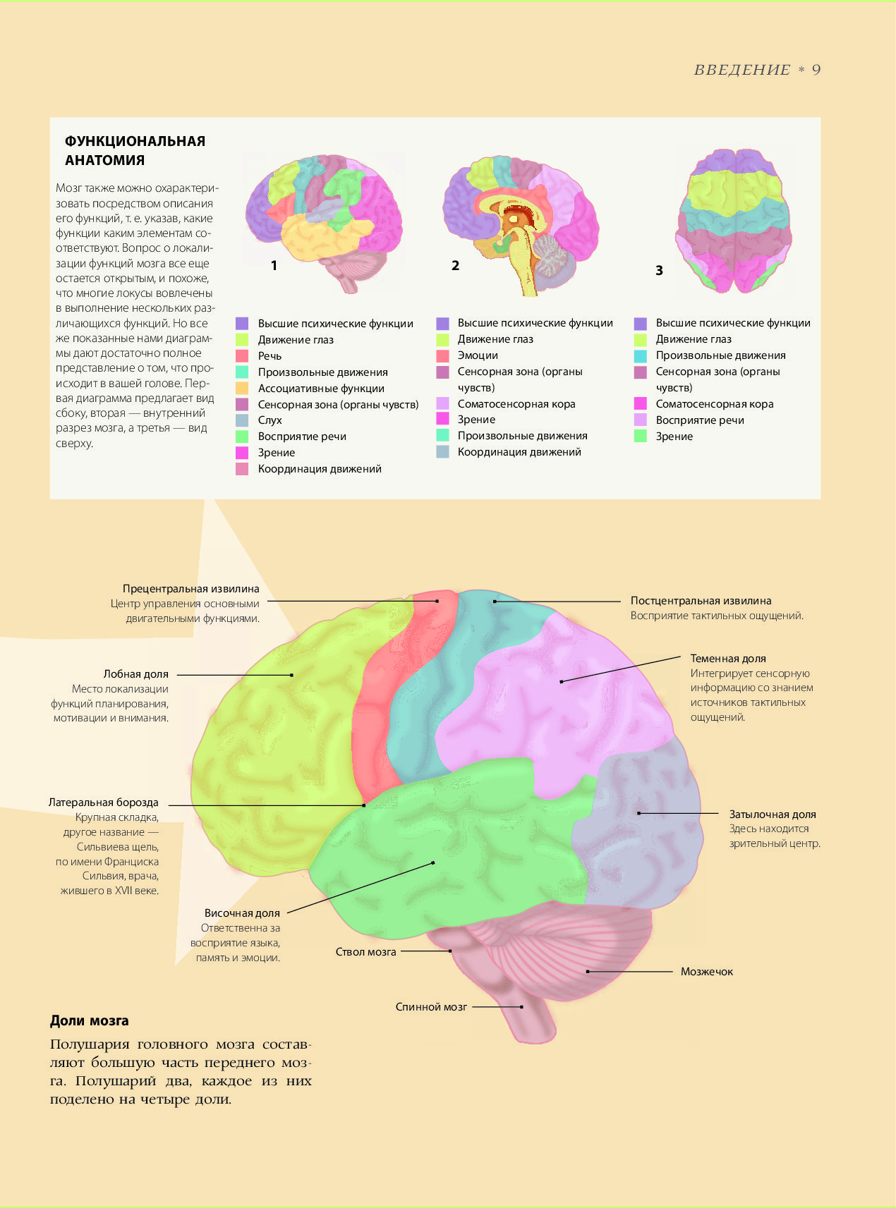 Мозг 9. Книга про мозг человека. История мозга книга. Мозг история теории и практики. Височная доля головного мозга.