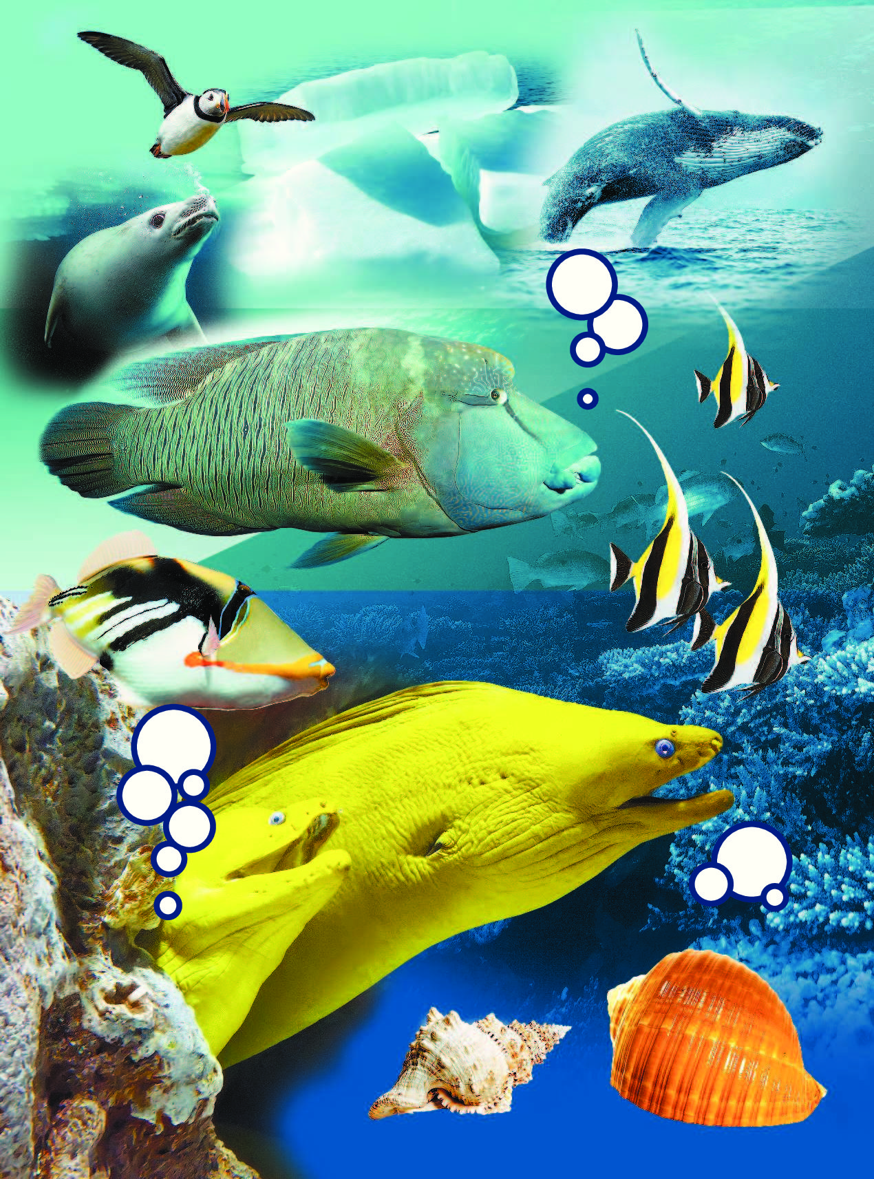 Разнообразие живых организмов в океане. Живые организмы в океане. Жители мирового океана. Обитатели морей и океанов коллаж. Жизнь в океане.