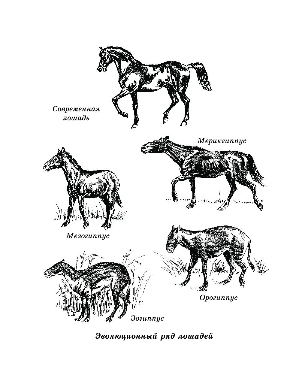 Почему именно конь. Прародитель лошади. Предки современной лошади. Приручение лошади. Эволюция предков лошади.