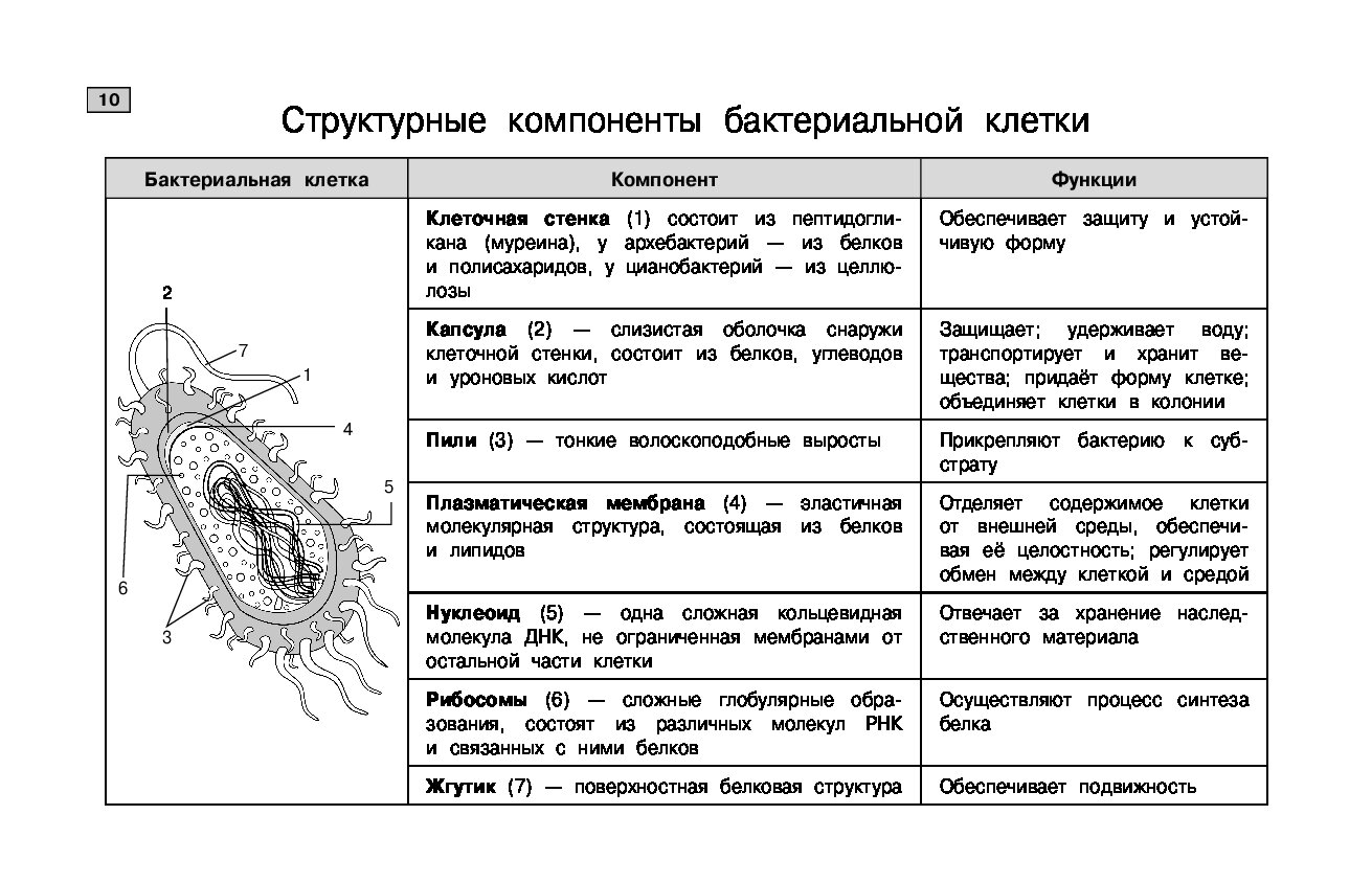 Мазур биология