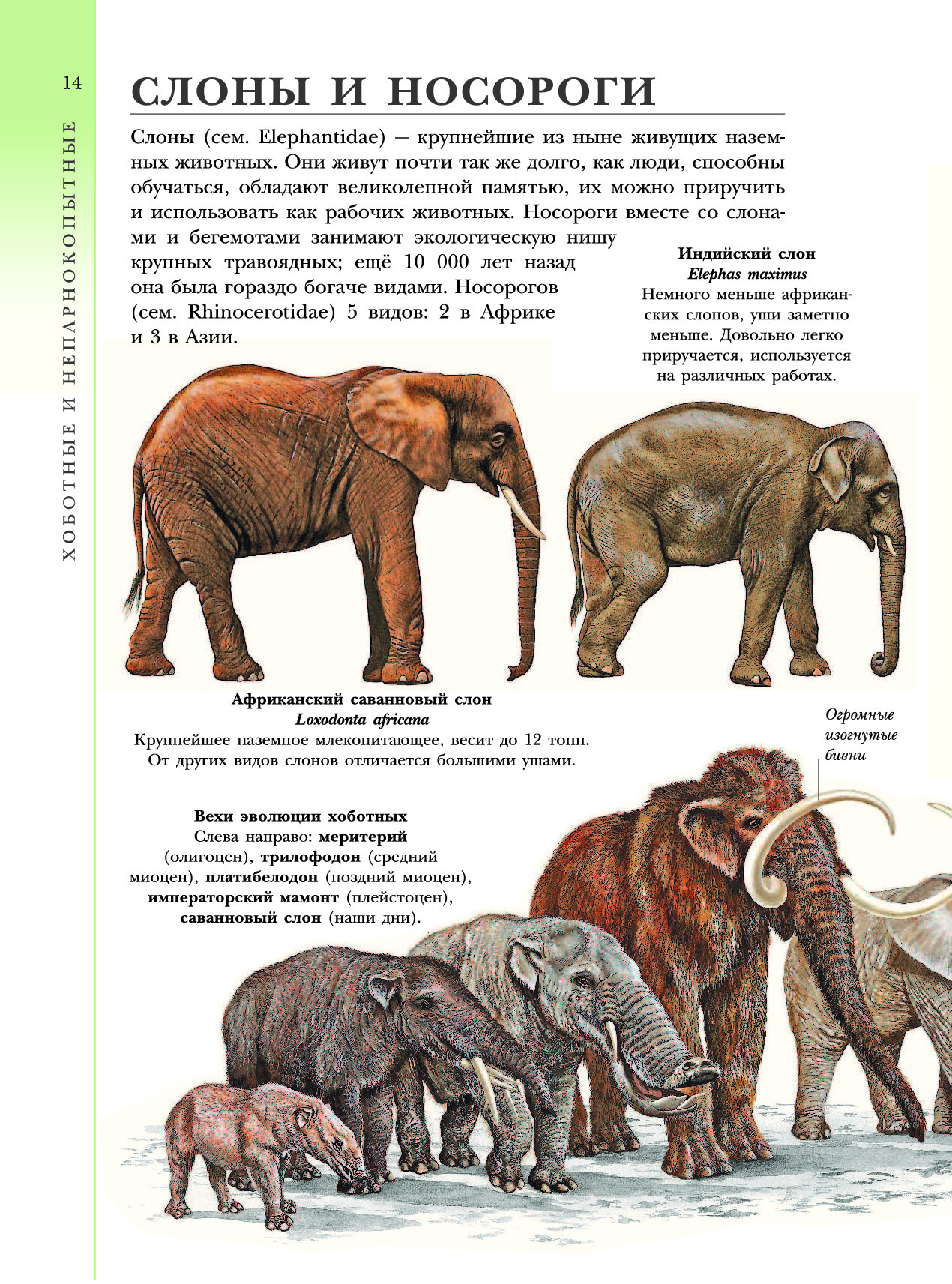 Известно что индийский слон крупное наземное млекопитающее. Африканский и индийский слон. Африканский и индийский слон сравнение. Слоны индийские и африканские сравнение. Сравнение африканского и индийского слонов.