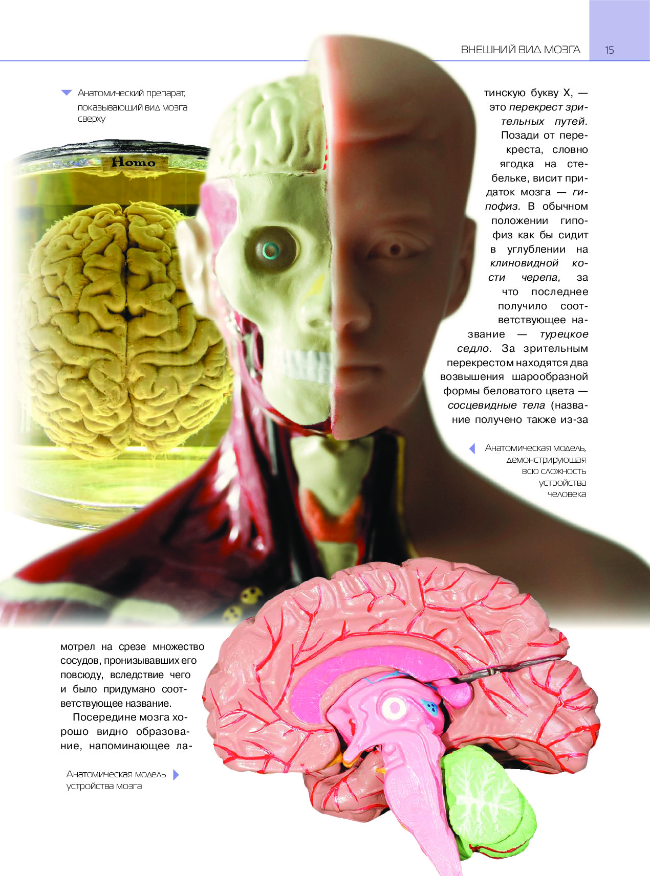 Книга мозг слушать. Мозг энциклопедия. Препарат мозга анатомия. Энциклопедия как устроен мозг. Книга мозг.