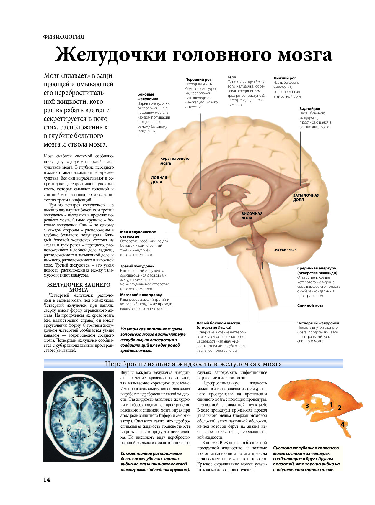 Правый желудочек головного. Боковые желудочки мозга строение анатомия. 3 Желудочек головного мозга функции. Желудочки головного мозга строение и функции. Строение боковых желудочков головного мозга анатомия.