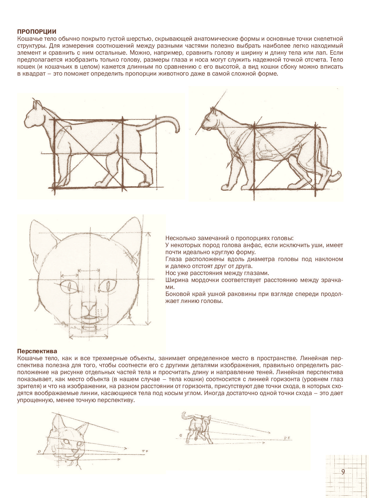 Тело кота. Кошка пропорции тела. Пропорции тела кошки для рисования. Пропорции морды кошки для художников. Пропорции кошачьей головы.