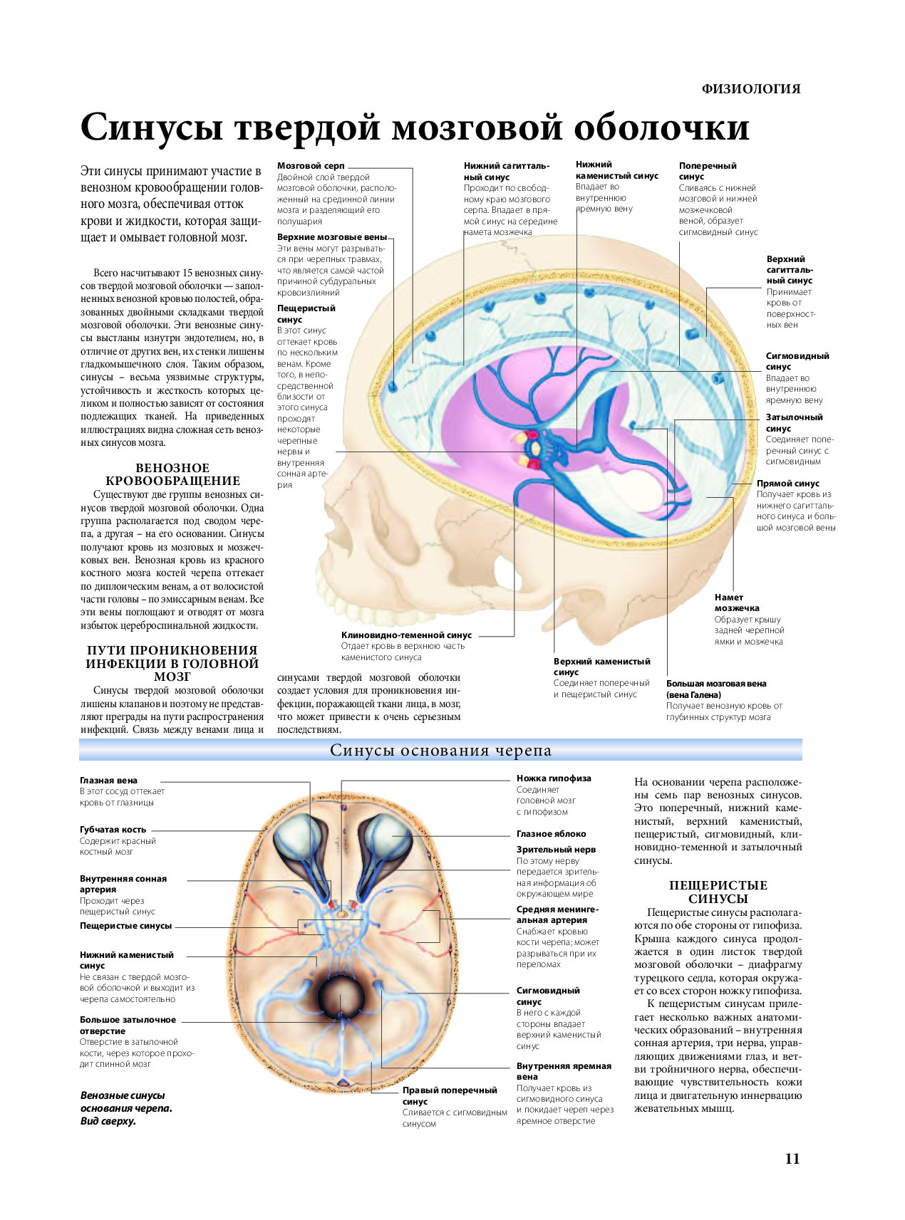 Синус оболочки мозга. Синусы твердой мозговой оболочки топографическая анатомия. Вены синусы твердой мозговой оболочки. Топография синусов твердой мозговой оболочки. Венозные синусы головного мозга анатомия.
