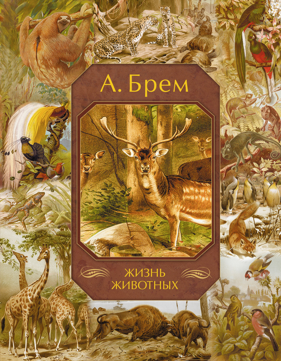 Как выглядит жизнь животных Купить книгу Жизнь животных Брем А. Э. Book24.kz