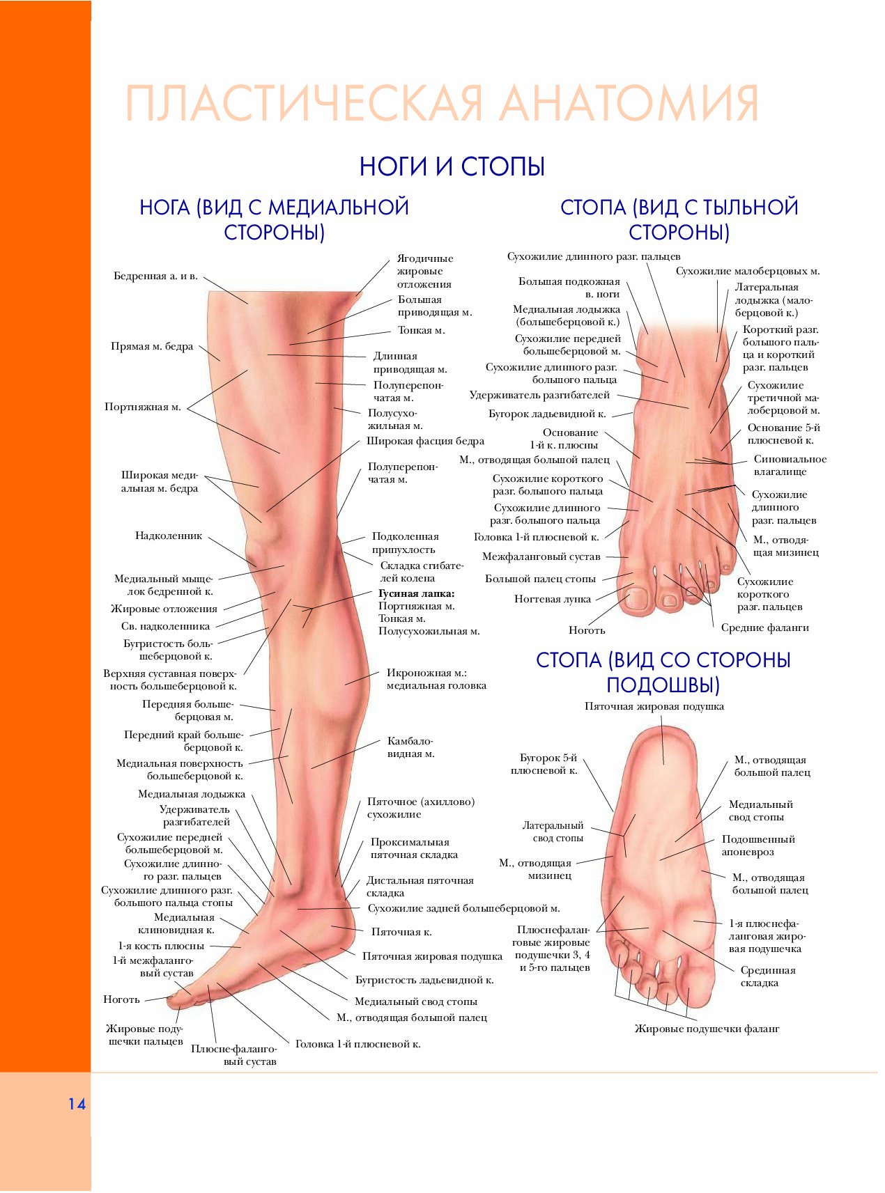 Как называются ножки. Как называются части стопы человека снизу. Анатомия стопы человека атлас. Название частей ноги у человека ниже колена. Строение ноги сзади ниже колена.