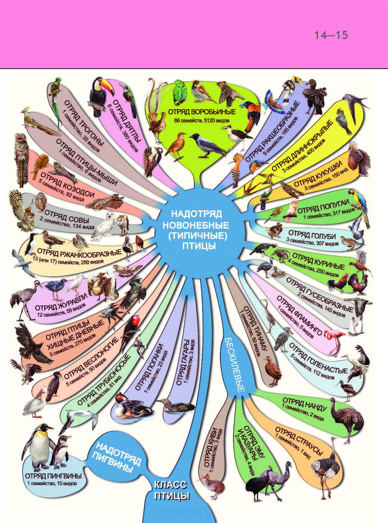 Отряды птиц. Классификация птиц отряды. Классификация класса птицы таблица. Классификация птиц по отрядам и семействам. Класс птицы систематика.