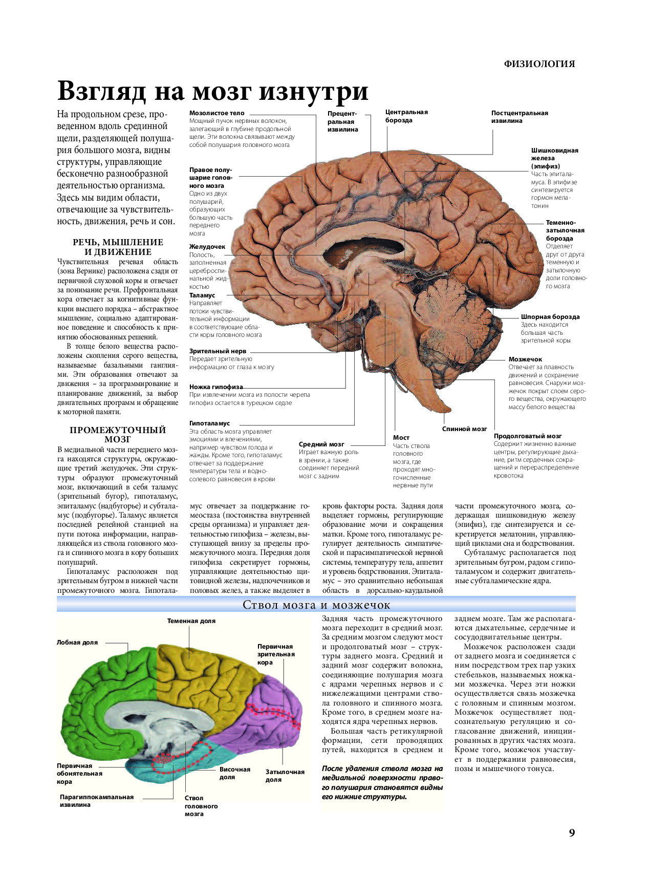 Как функционирует мозг человека. Части мозга. Физиология мозга человека. Части мозга отвечающие.