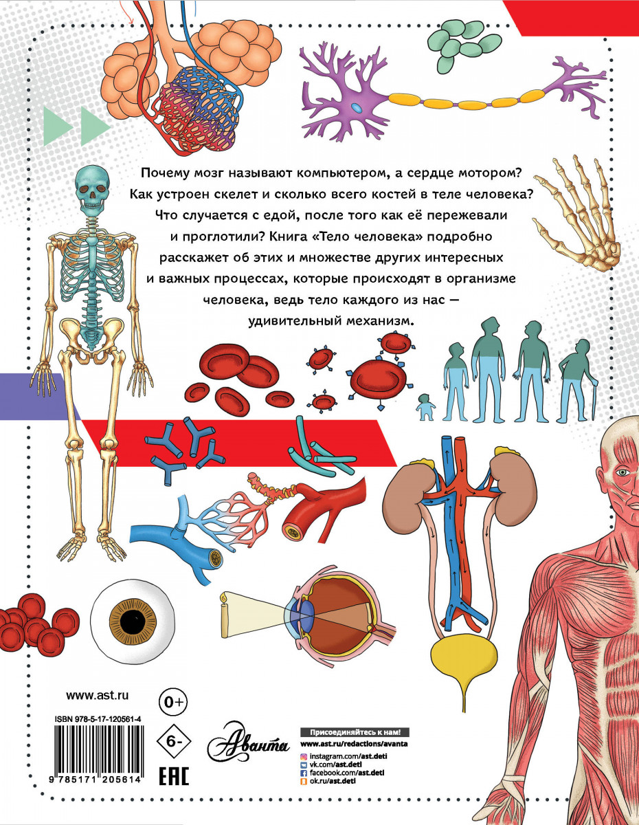 1 странно устроен человек. Тело человека. Книга тело человека. Энциклопедия тело человека. Организм человека.