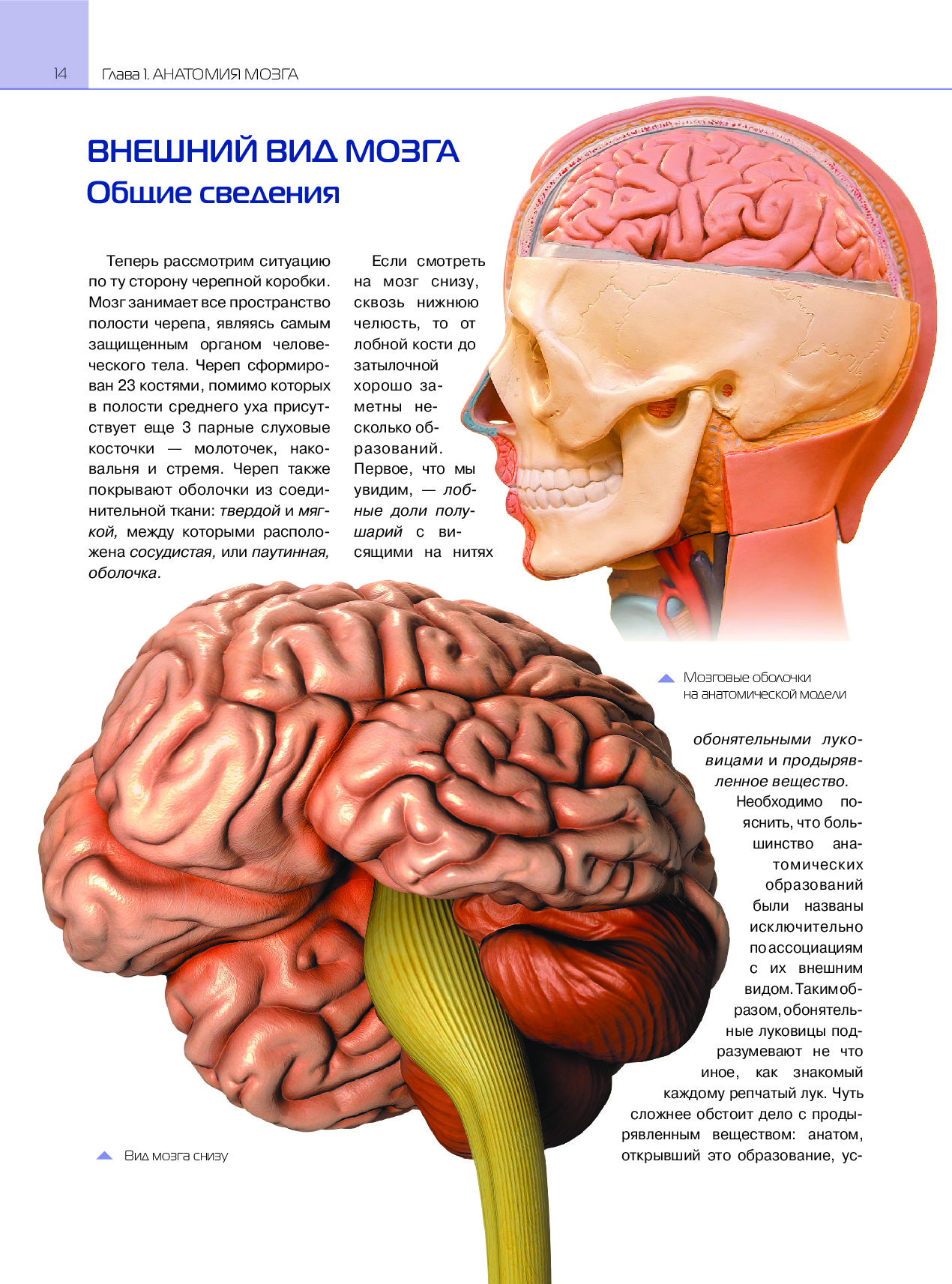 Книга мозги. Мозг анатомия. Энциклопедия мозга человека. Мозг человека энциклопедия для детей. Мозг внешнее.