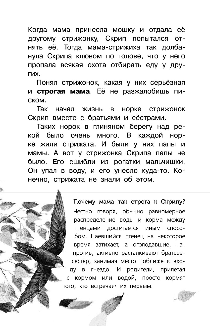 Отзыв на рассказ скрип 4 класс. Стрижонок скрип. Стрижонок скрип вопросы. Вопросы по рассказу Стрижонок скрип. Стрижонок скрип отзыв.