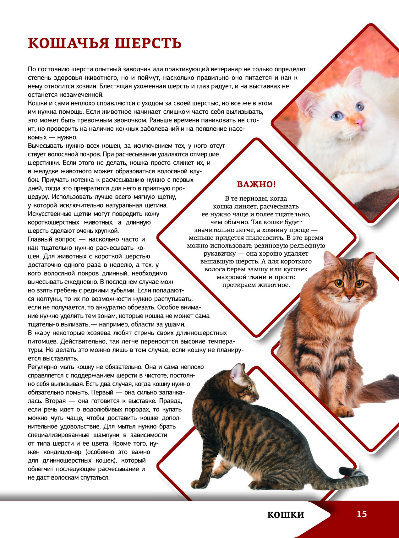 Информация о кошках и собаках. Энциклопедия о кошках и собаках.