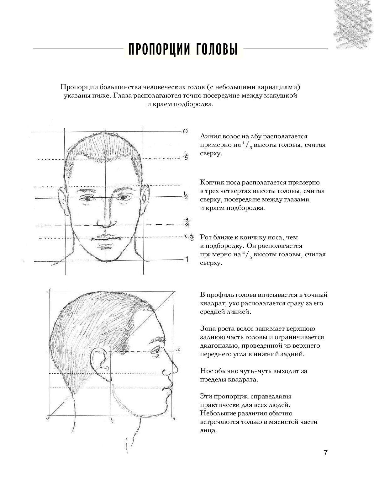 Памятка пропорции головы человека