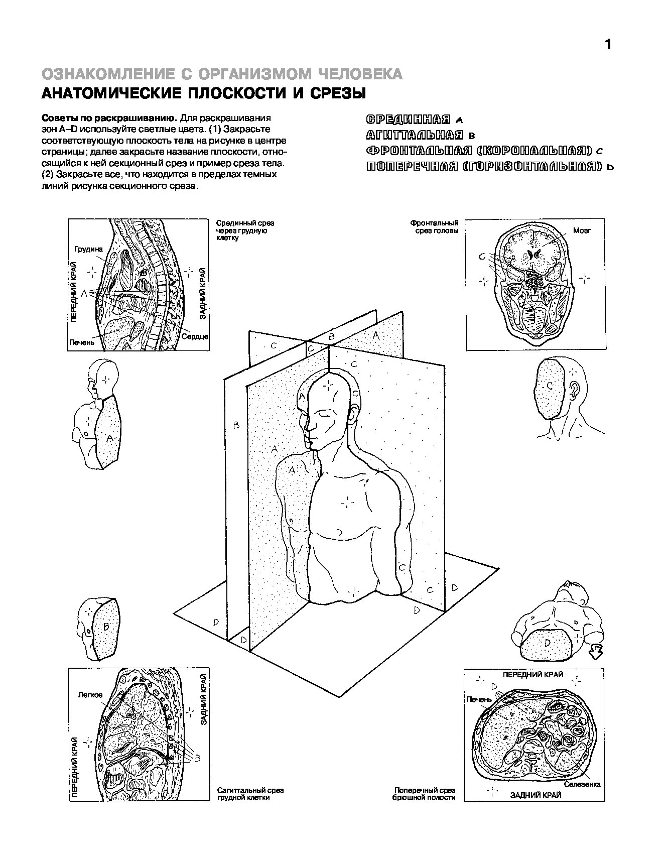 Анатомия атлас раскраска. Анатомия человека: атлас-раскраска Элсон. Анатомия человека атлас раскраска Уинн Кэпит. Атлас анатомии человека Уинн Кэпит. Уинн Кэпит Лоуренс м Элсон анатомия человека атлас-раскраска.