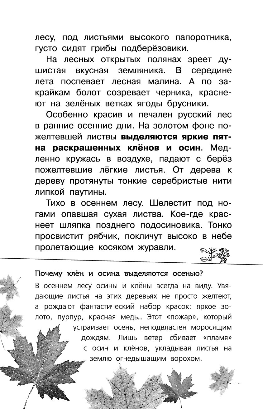 Текст красив и печален русский лес. Русский лес вопросы и ответы. Соколов Микитов красив и печален русский лес в ранние. Соколов Микитов клен в зеленом русском лесу. Русский лес с вопросами.