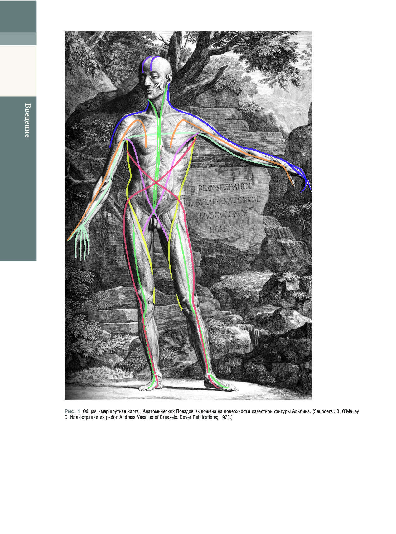 Книга томаса майерса анатомические поезда. Книга анатомические поезда Томаса Майерса.