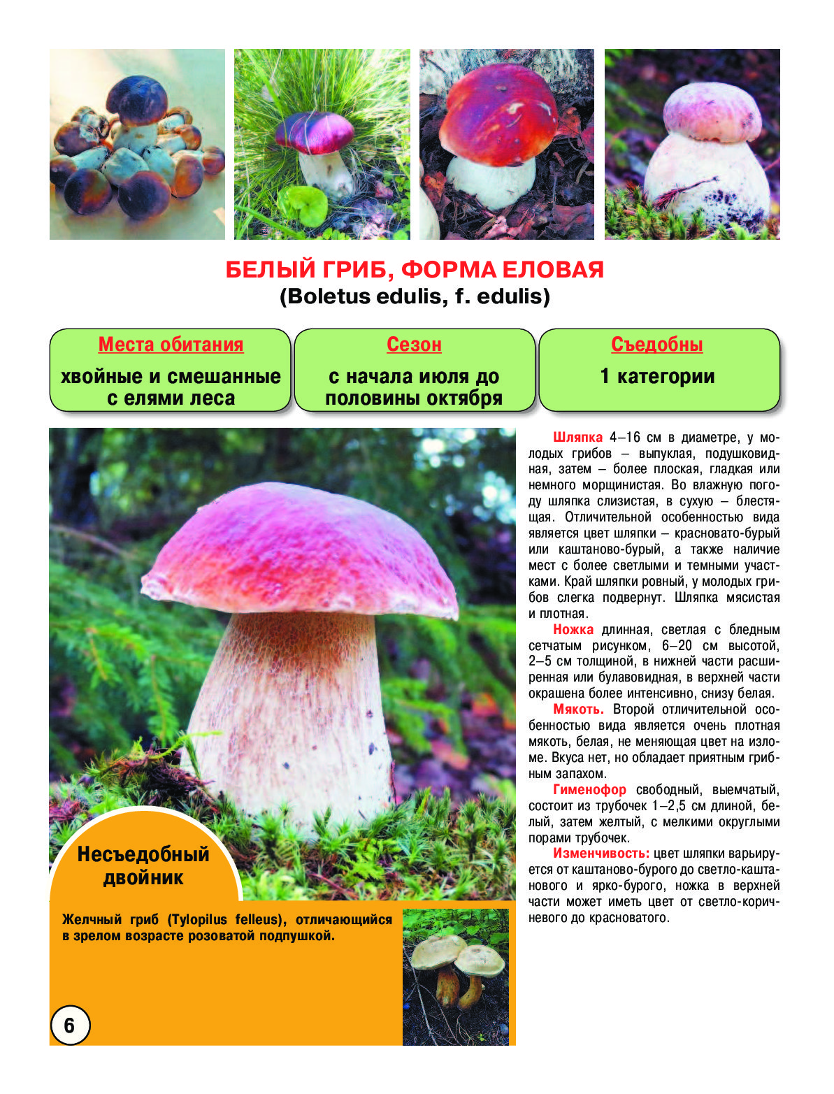 съедобные грибы виды и их фото