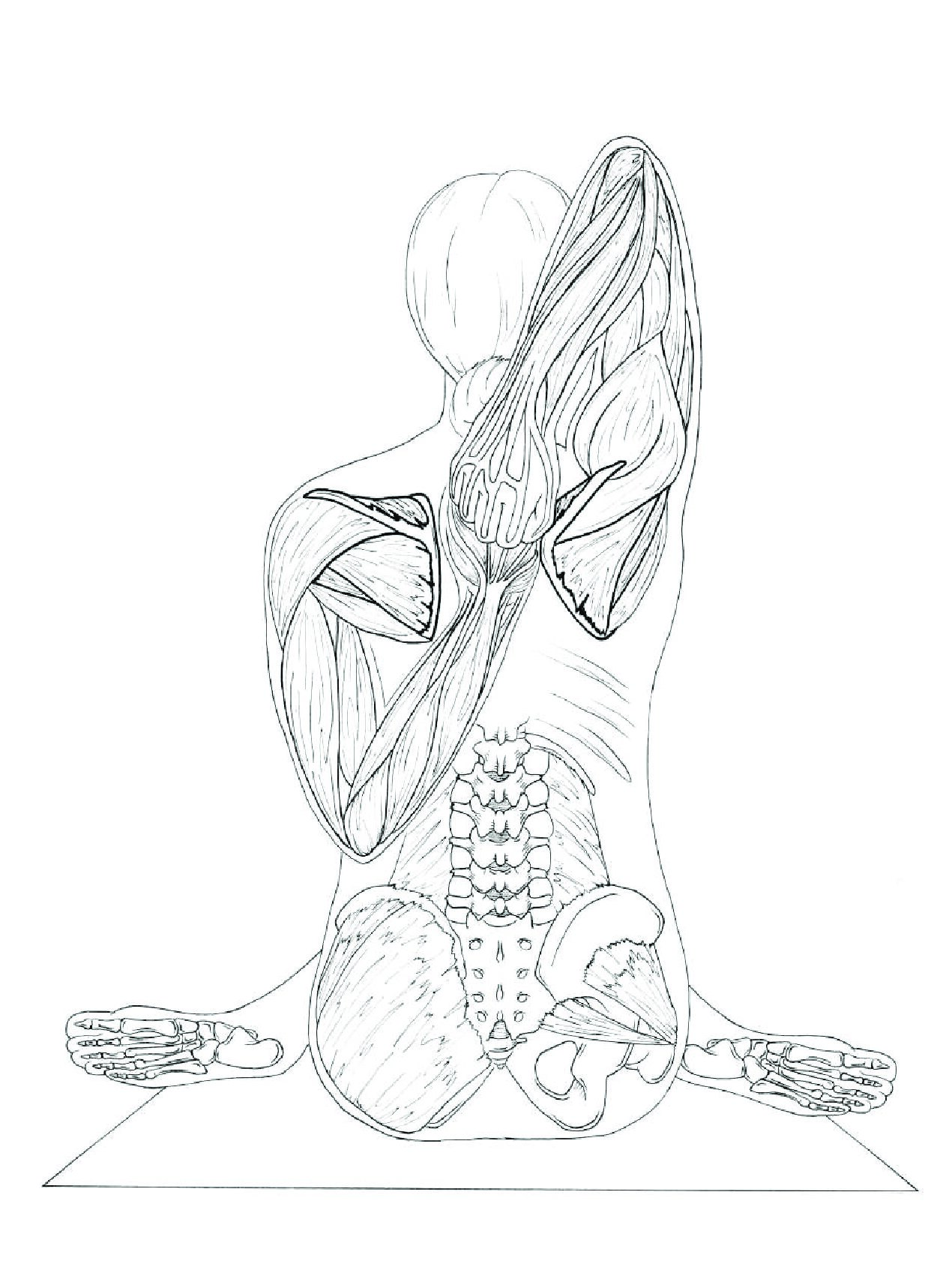 Анатомия йоги атлас раскраска