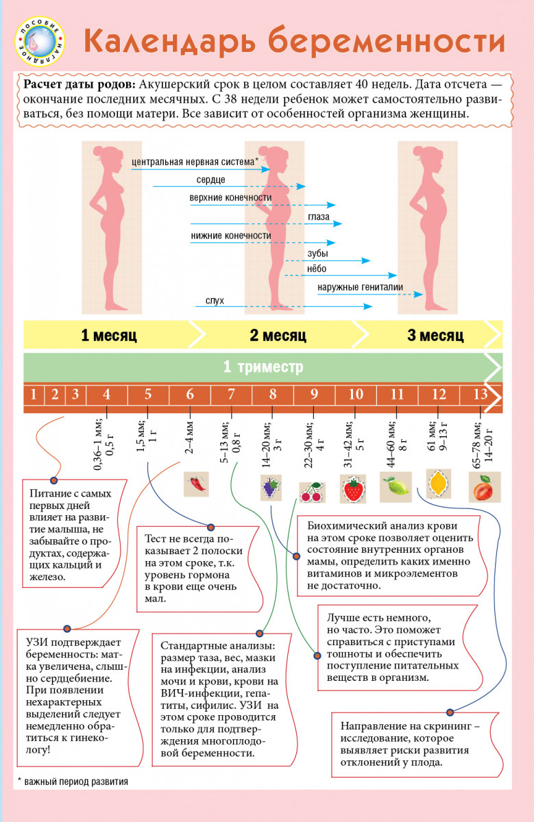 Календарь беременности рассчитать с фотографиями
