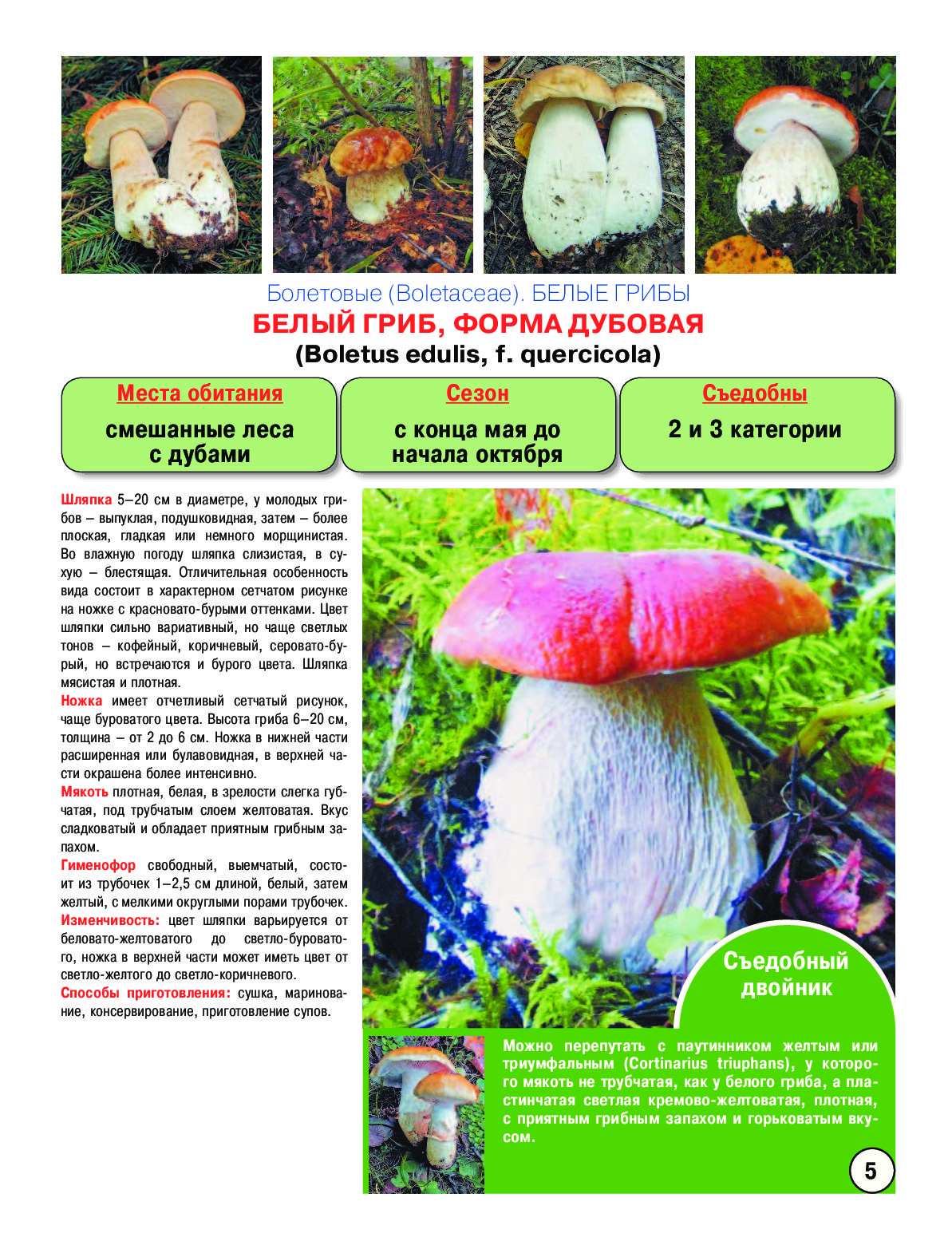 Грибы Фото И Описание Ядовитые Двойники