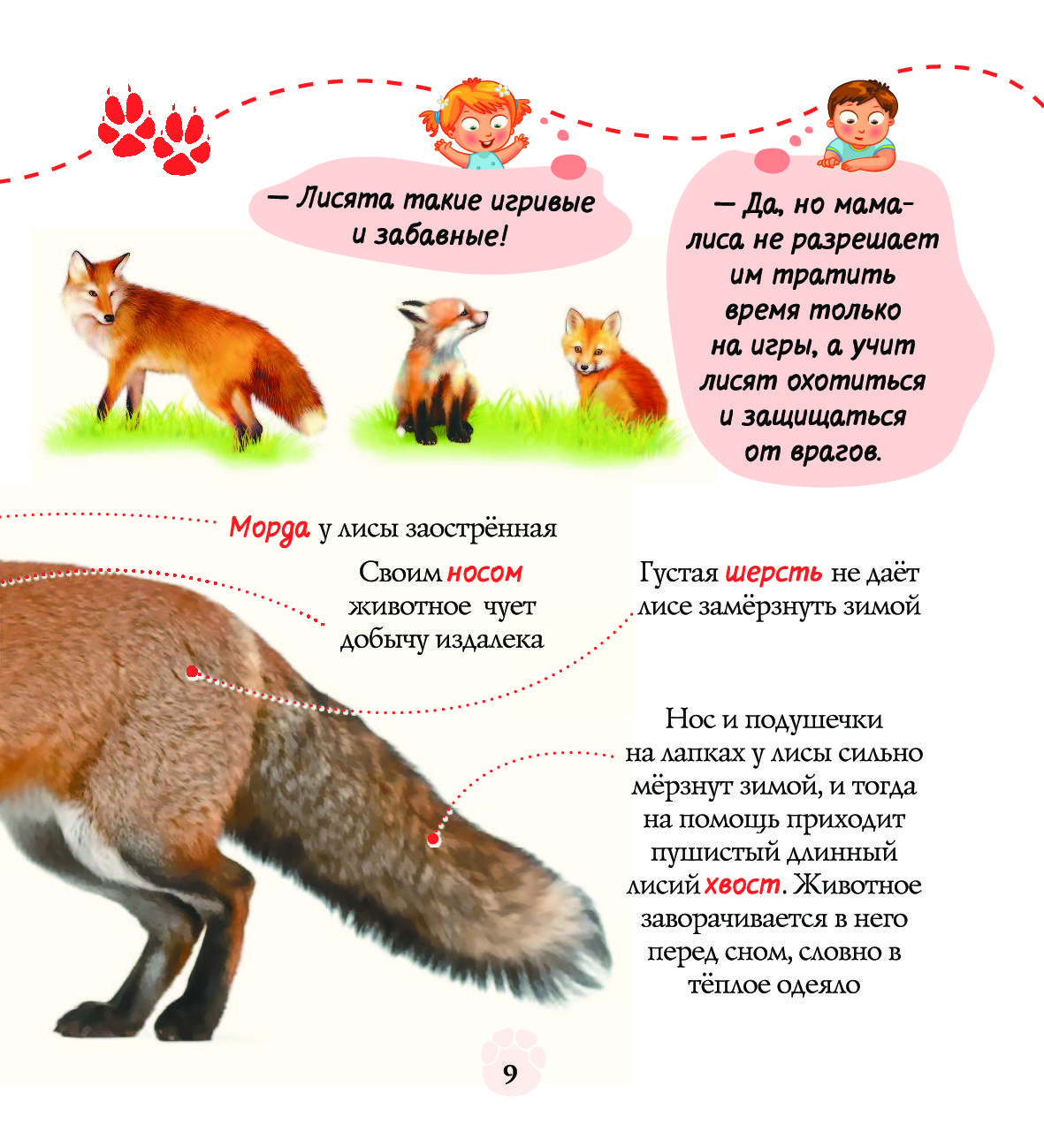 Враги лис. Враги лисы. Как лиса защищается от врагов. Как отличить лису от лиса. Как отличить лиса от лисы.