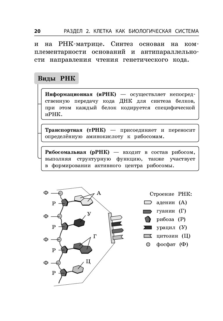 Мазур биология