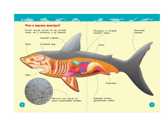 Акулы, киты и дельфины (Энциклопедия для детского сада)