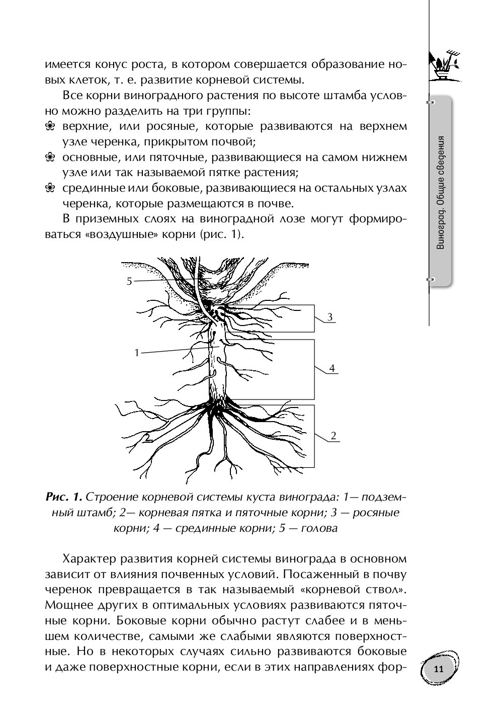 Корневая Система У Винограда Фото