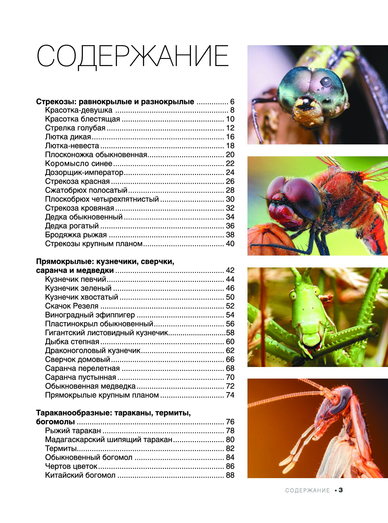 Книга большая книга о насекомых 1001 фотография