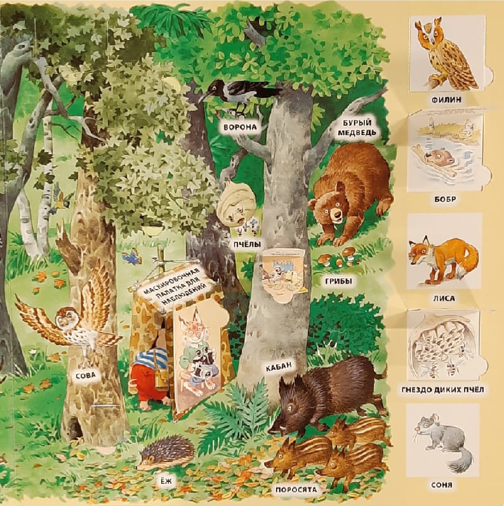 Книга лес. Книжка в лесу. Книга в лесу. Книжки детские про лес. Книги о лесе для детей.