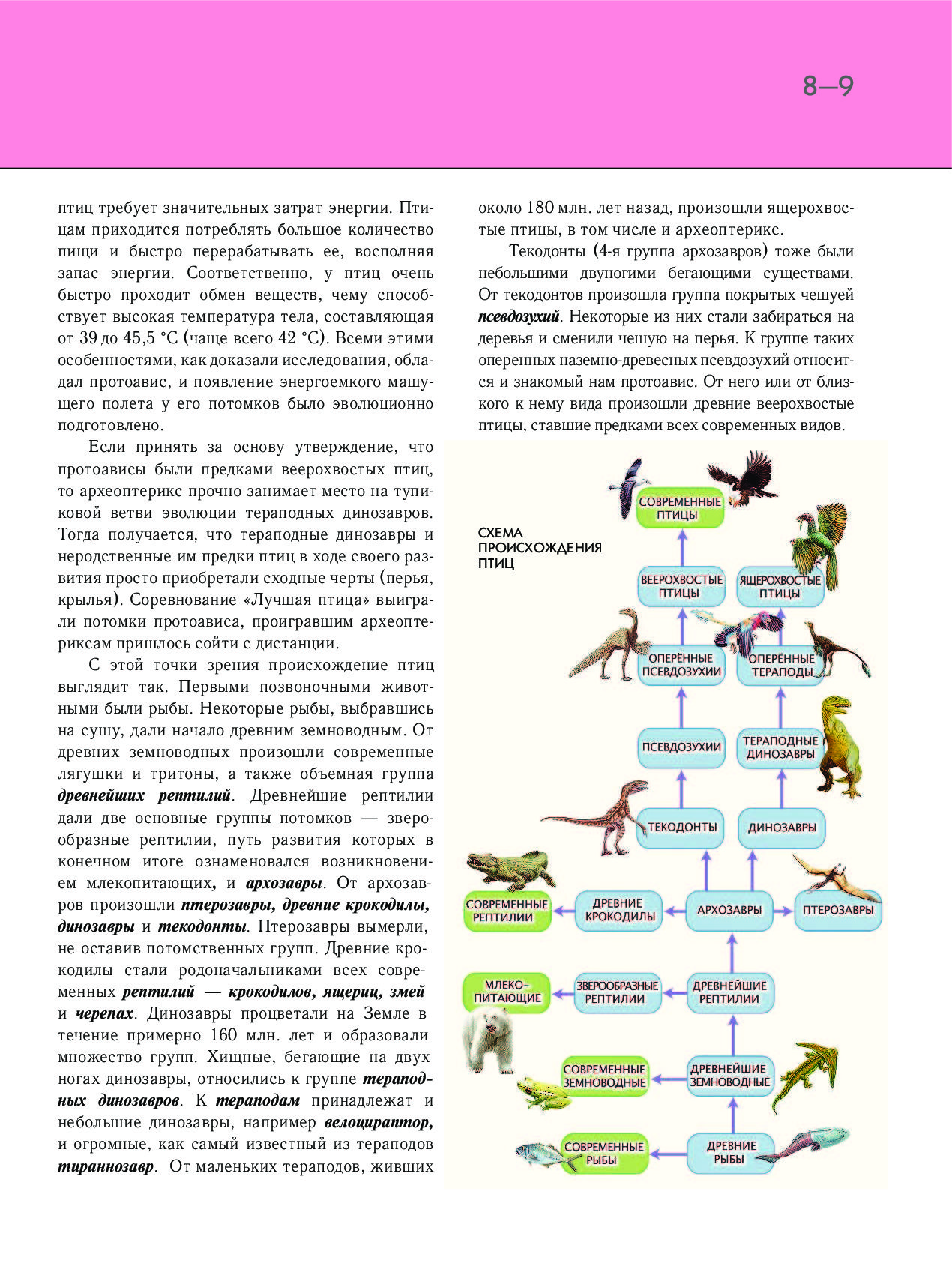 Эволюция птиц схема