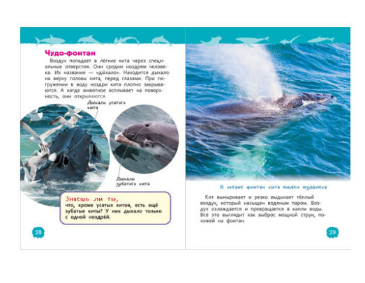 Акулы, киты и дельфины (Энциклопедия для детского сада)