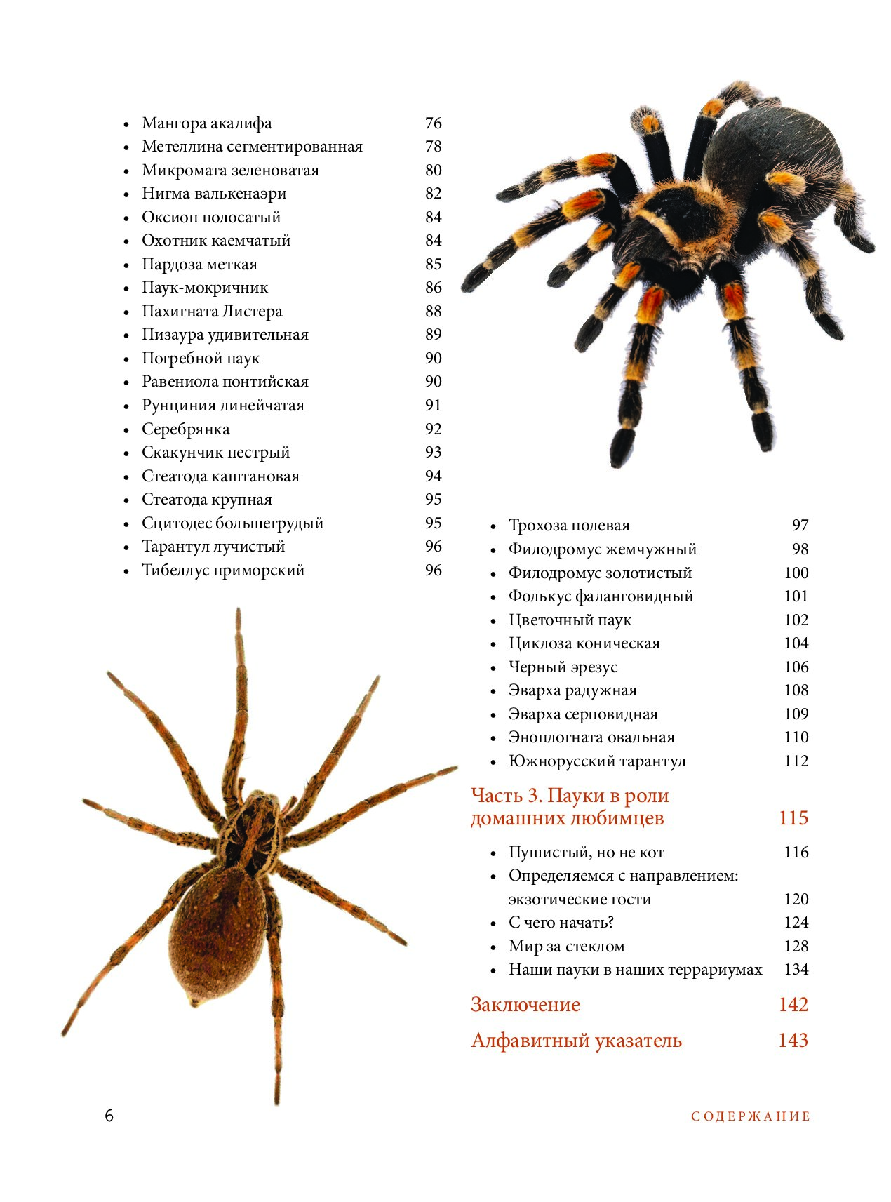 фото пауков всех видов с названиями