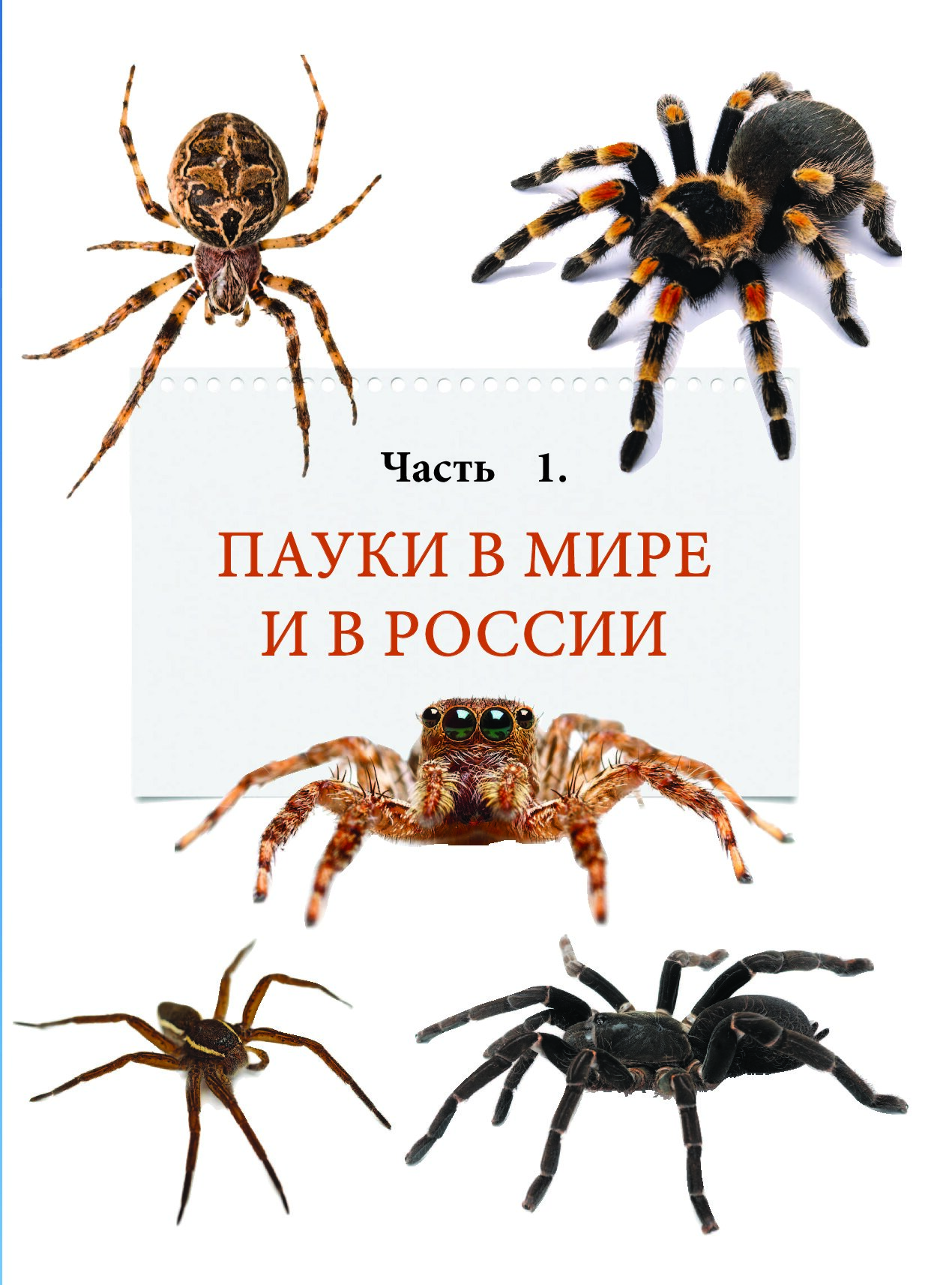 энциклопедия пауков с фото