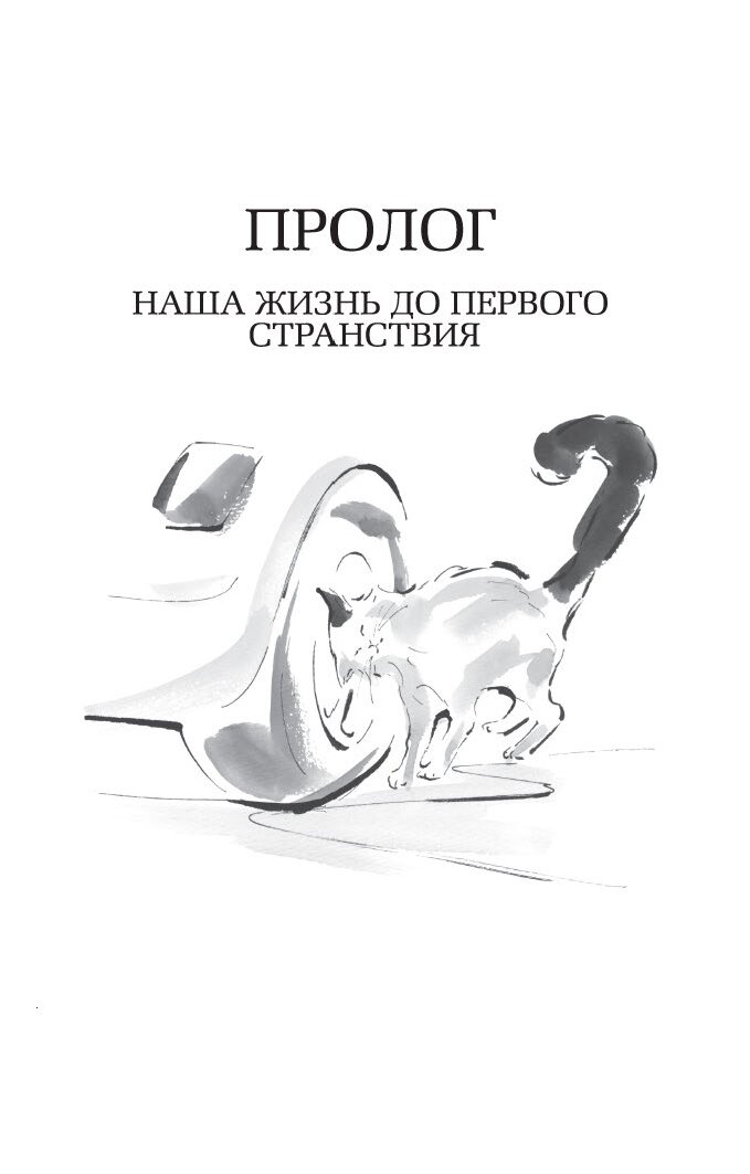 Хроники странствующего кота