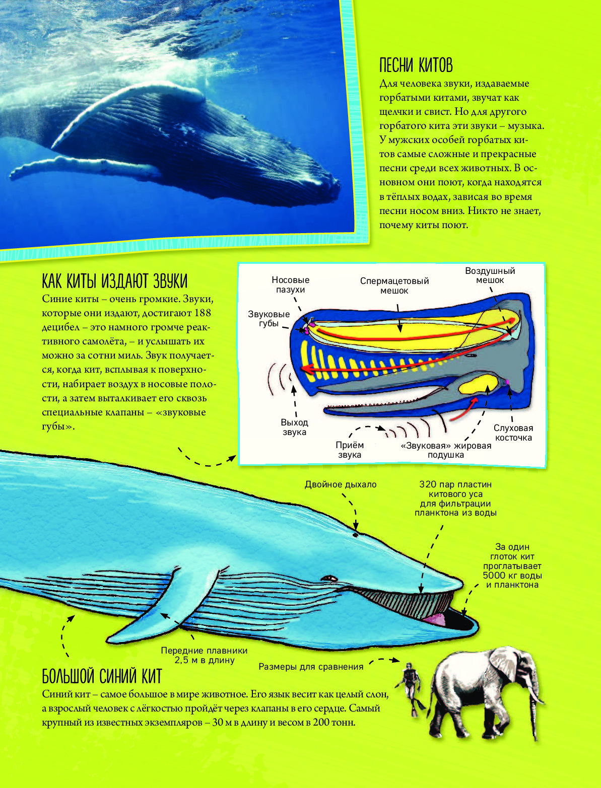 Музыка звук китов. Виды китов. Голубой кит. Размер кита. Голубой кит строение.