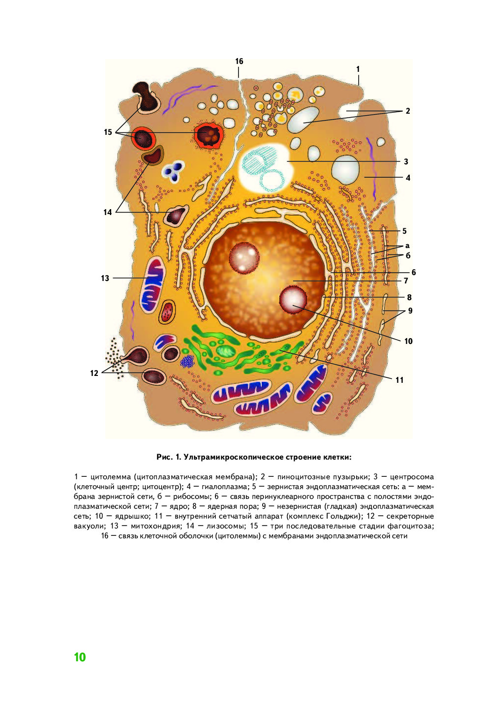 Схема ультрамикроскопического строения животной клетки
