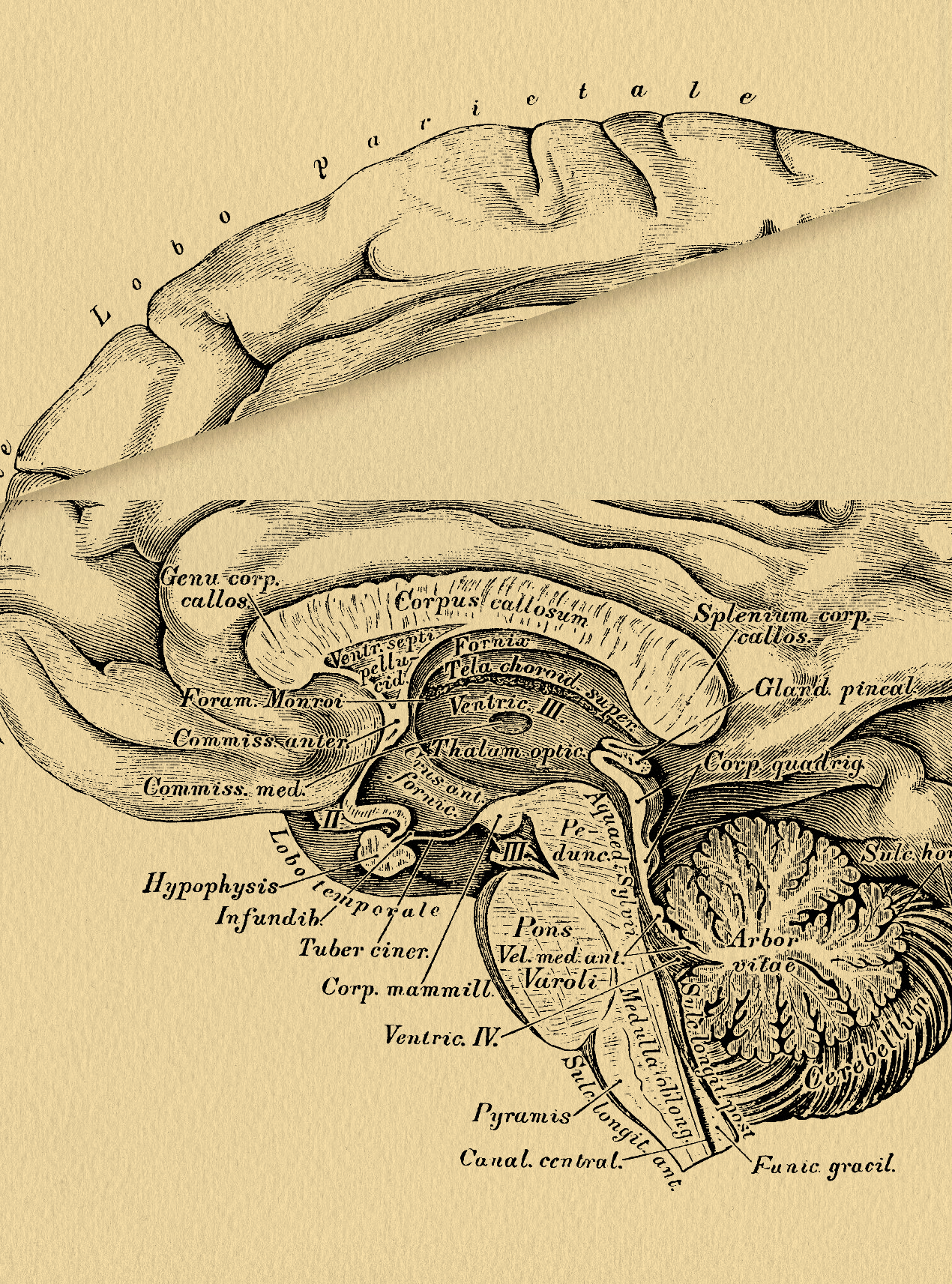 Brain 54. Мозг амфибии.