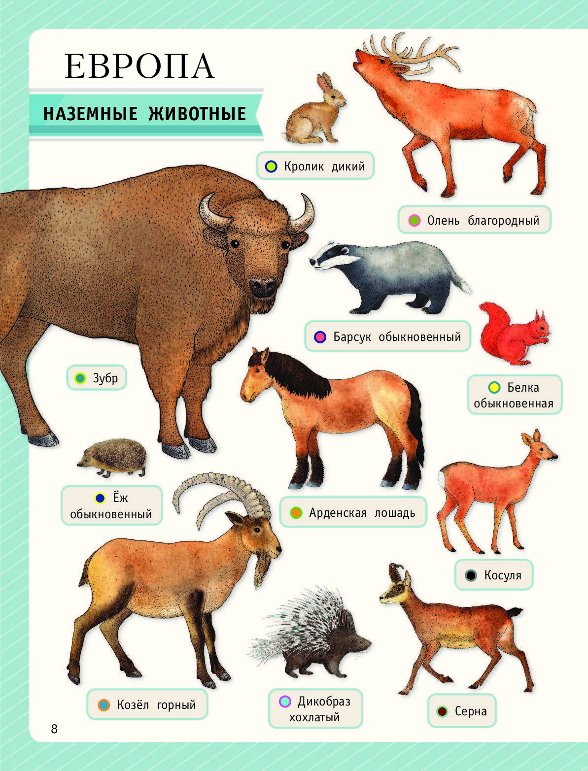 Кто живет в евразии. Животные названия. Обитатели Европы. Список животных. Дети животных названия.