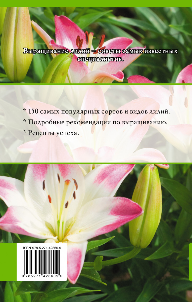 Лилия книга. Книга лилии. Лилия и Роман. Книга лилии купить. Справочник книга лилии.