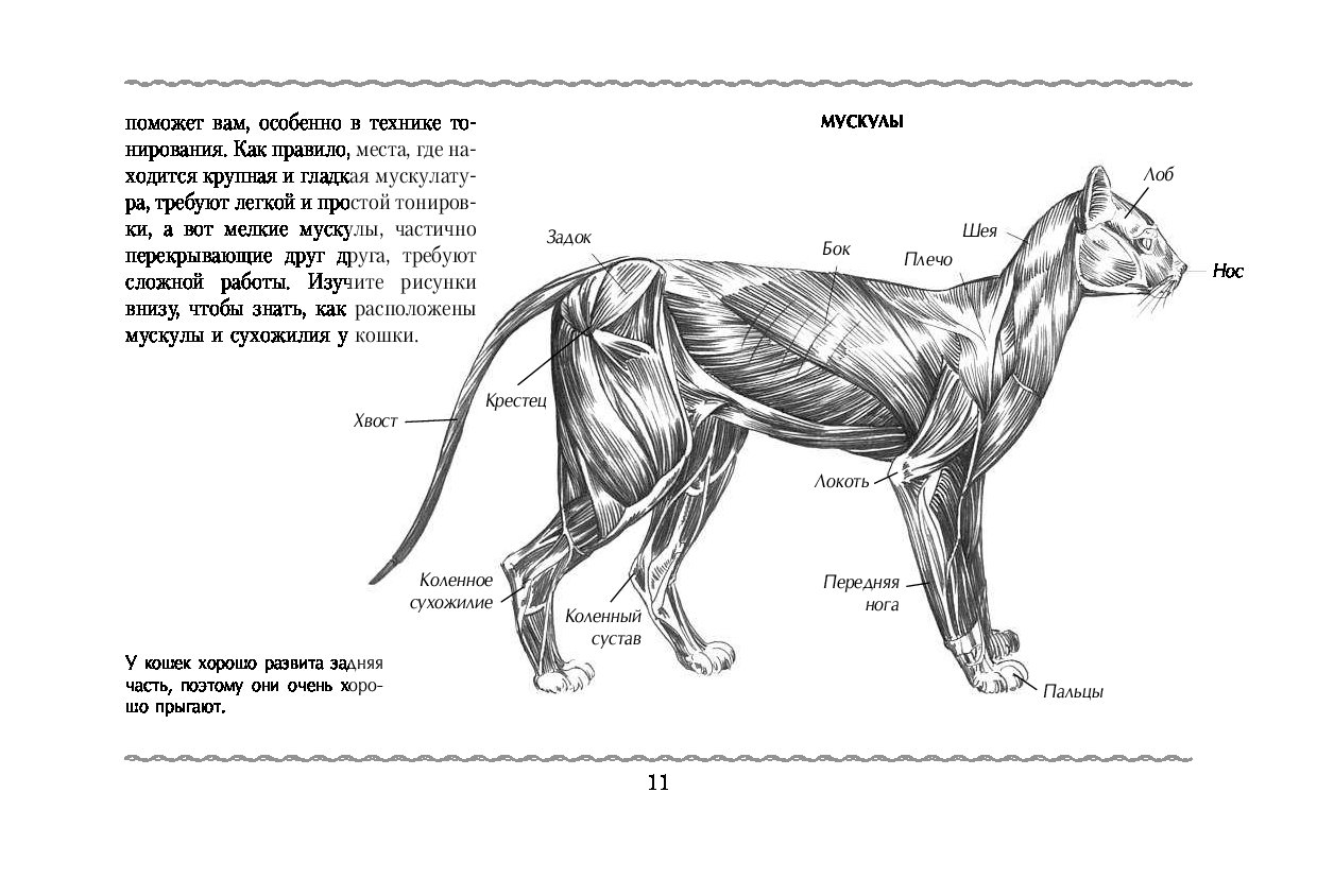 Анатомия собак и кошек. Мышцы задней конечности кошки. Анатомия кота спереди. Анатомия мышц задних конечностей кошки. Анатомия собаки мышцы и кости.