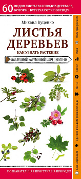Листья деревьев. Как узнать растение Листья деревьев. Как узнать растение