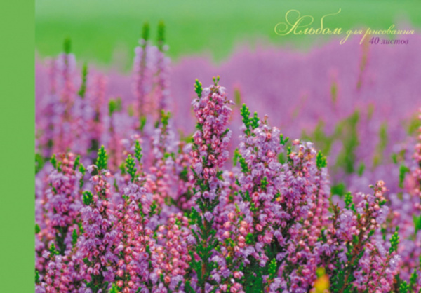 Сиреневый луг (склейка, 40л.) АЛЬБОМ ДЛЯ РИСОВАНИЯ (*склейка). 40 листов