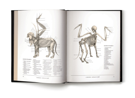 Воскреситель, или Анатомия фантастических существ: Утерянный труд доктора Спенсера Блэка