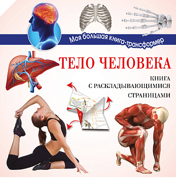 Тело человека Тело человека